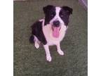 Adopt Boy a Black Mixed Breed (Large) / Mixed dog in Farmington, NM (39062340)