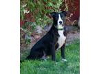 Adopt Irish a Black Mixed Breed (Medium) / Mixed dog in Farmington