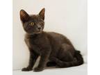 Adopt Crystal a Gray or Blue Domestic Shorthair / Domestic Shorthair / Mixed cat