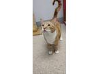 Elvis, Domestic Shorthair For Adoption In Heber City, Utah