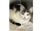 Adopt Geno a White Domestic Shorthair / Domestic Shorthair / Mixed cat in