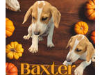 Adopt Baxter a Tan/Yellow/Fawn Beagle / Basset Hound / Mixed dog in Franklinton