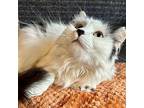 Mimi - 6 Years Young!, Domestic Longhair For Adoption In San Luis Obispo