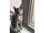 Adopt Viola a Gray or Blue Domestic Longhair / Domestic Shorthair / Mixed cat in