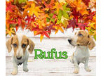 Adopt Rufus a Brown/Chocolate Beagle / Basset Hound / Mixed dog in Franklinton