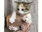 Zoey, Domestic Shorthair For Adoption In Rockwall, Texas