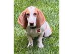 Adopt Aurora a White Basset Hound / Mixed dog in Charlottesville, VA (39166302)