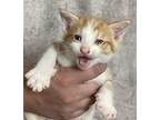 Smudge, Domestic Shorthair For Adoption In Rockwall, Texas