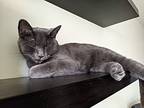 Lyra, Domestic Shorthair For Adoption In Toronto, Ontario