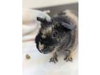 Stacey, Guinea Pig For Adoption In Guelph, Ontario