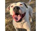 Adopt Luna a White American Pit Bull Terrier / Mixed dog in Bryan, TX (33311433)