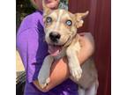 Adopt Richard a Tan/Yellow/Fawn Husky / Mixed dog in Bryan, TX (39020604)