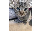 Lionel, Domestic Shorthair For Adoption In Guelph, Ontario