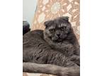 Sir Nigel Foldsworth, Scottish Fold For Adoption In Guelph, Ontario