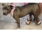 5/13, American Pit Bull Terrier For Adoption In Wichita Falls, Texas
