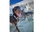 Adopt Indy a Red/Golden/Orange/Chestnut Doberman Pinscher / Mixed dog in Fresno