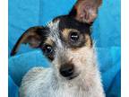 Gabby, Fox Terrier (wirehaired) For Adoption In Hondo, Texas