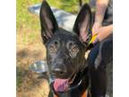 Adopt Lucky Charms a Black German Shepherd Dog / Mixed dog in Bryan