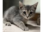 Adopt Bonnie a Domestic Short Hair