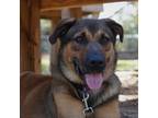 Adopt Pringles a Brown/Chocolate Shepherd (Unknown Type) / Mixed dog in Bryan