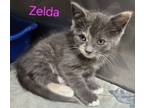 Adopt Zelda a Domestic Short Hair