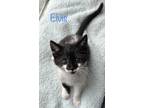 Adopt Elvis a All Black Domestic Longhair / Domestic Shorthair / Mixed cat in