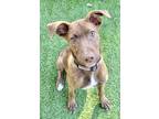 Adopt Milky Way a Brown/Chocolate Terrier (Unknown Type, Small) / Mixed Breed