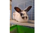 Adopt Uly a White Other/Unknown / Other/Unknown / Mixed rabbit in Knoxville