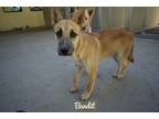 Adopt Bandit a Tan/Yellow/Fawn Shepherd (Unknown Type) / Mixed dog in Rochester