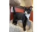 Adopt Howard a All Black Domestic Shorthair / Domestic Shorthair / Mixed cat in
