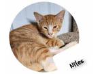 Adopt Niles Crane a Orange or Red Domestic Shorthair / Domestic Shorthair /