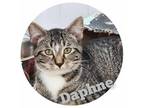 Adopt Daphne Moon a Brown or Chocolate Domestic Shorthair / Domestic Shorthair /