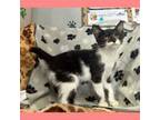 Adopt Saturn a White Domestic Shorthair / Domestic Shorthair / Mixed cat in