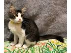 Adopt Loki a White Domestic Shorthair / Domestic Shorthair / Mixed cat in
