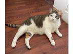 Adopt Tiger a Domestic Shorthair / Mixed cat in Salmon Arm, BC (39030799)