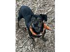 Adopt Jeremy HW+ a Black Terrier (Unknown Type, Small) / Mixed dog in