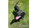 Adopt Zenon* a Tan/Yellow/Fawn Labrador Retriever / Mixed dog in Anderson