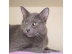 Adopt Cosmo a Gray or Blue Domestic Shorthair / Domestic Shorthair / Mixed cat