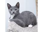 Adopt Neo a Gray or Blue Domestic Shorthair / Domestic Shorthair / Mixed cat in