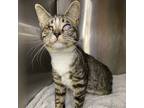 Ladybug, Domestic Shorthair For Adoption In Palm Springs, California