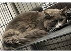 Randy, Domestic Longhair For Adoption In Jackson, Georgia