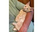 Misdemeanor, Domestic Shorthair For Adoption In Tomball, Texas