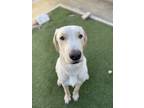 Adopt RIO a Tan/Yellow/Fawn Labrador Retriever / Mixed dog in San Antonio