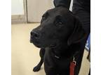 Rhett, Labrador Retriever For Adoption In Kingston, Ontario