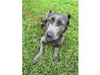 Adopt Karla a Gray/Blue/Silver/Salt & Pepper Mixed Breed (Large) / Mixed dog in