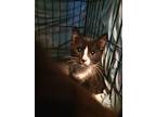 H.l. Hunley, Domestic Shorthair For Adoption In Baltimore, Maryland