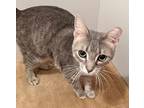 Raj, Domestic Shorthair For Adoption In South Bend, Indiana