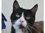 Adopt NINJA a All Black Domestic Shorthair / Mixed cat in West Seneca