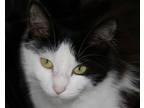 Adopt HALF MOON a All Black Domestic Longhair / Mixed cat in West Seneca
