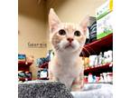 Adopt Georgio #mr-amazing a Cream or Ivory (Mostly) Domestic Shorthair / Mixed